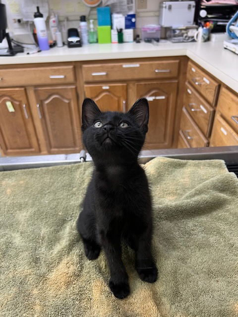 adoptable Cat in Fishers, IN named Void