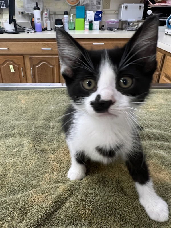 adoptable Cat in Fishers, IN named Avery~ Bonded Pair W/ Tarot