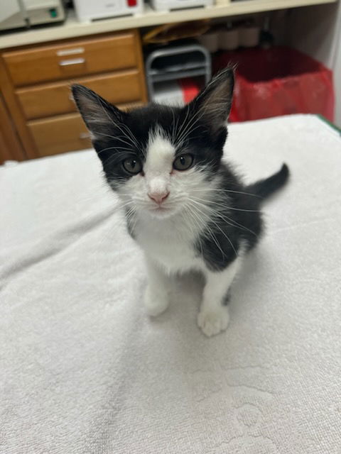 adoptable Cat in Fishers, IN named Tarot ~Bonded Pair W/ Avery