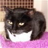 adoptable Cat in napa, CA named Hermione - Napa