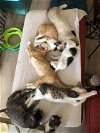 adoptable Cat in napa, CA named Kittens, Kittens, Kittens!!! - Napa