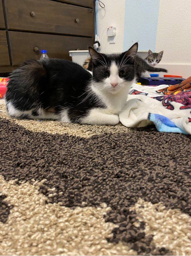 adoptable Cat in Napa, CA named Lilly (Christina)