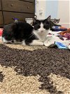 adoptable Cat in napa, CA named Lilly (Christina)