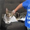 adoptable Cat in napa, CA named Sam (Christina)
