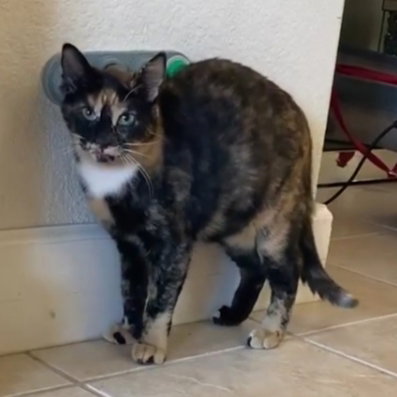 PUMPKIN (NAPA CHRISTINA) - Domestic Medium Hair / Calico available for adoption