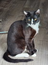 Pepper (Napa HM) - Photo 2