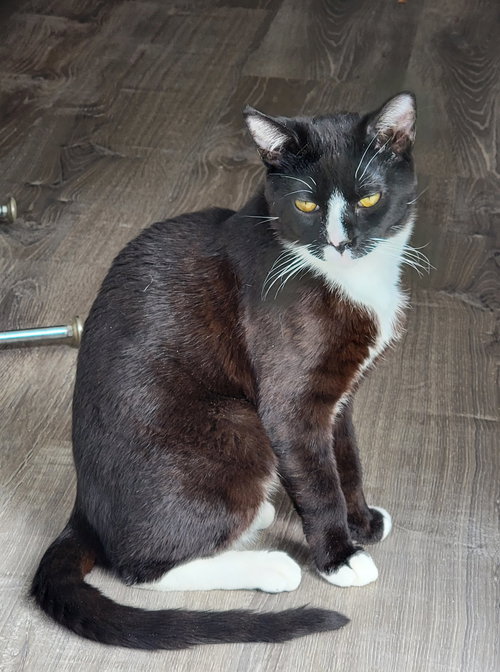 PEPPER (NAPA HM) - Domestic Short Hair available for adoption