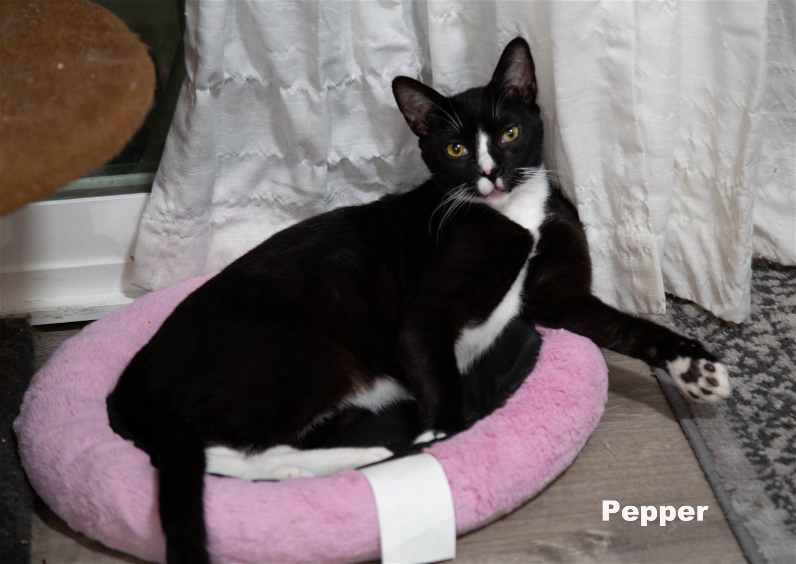 adoptable Cat in Napa, CA named Pepper (HM)