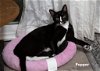 adoptable Cat in napa, CA named Pepper (HM)
