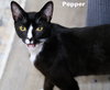 Pepper (Napa HM) - Photo 3