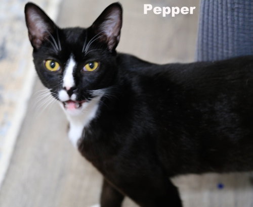 Pepper (Napa HM) photo 3