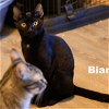 adoptable Cat in napa, CA named Bianca (HM)