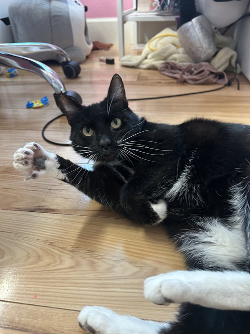 picture of the cat needing adoption