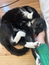 Whiskers (Napa Christina) - Photo 2