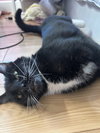 Whiskers (Napa Christina) - Photo 3