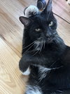 Whiskers (Napa Christina) - Photo 4