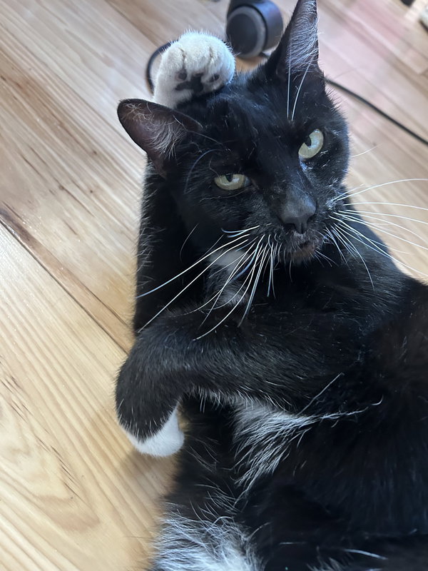 Whiskers (Napa Christina)