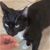 adoptable Cat in napa, CA named Whiskers (Christina)