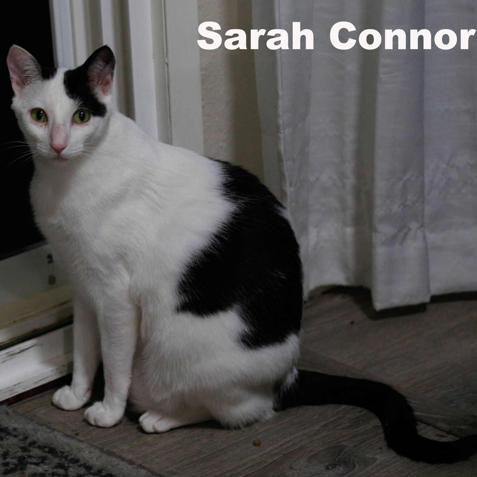 adoptable Cat in Napa, CA named Sarah Conner (HM)