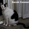 adoptable Cat in napa, CA named Sarah Conner (HM)