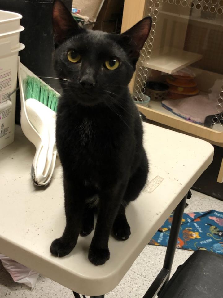 Cats for Adoption in Walnut Grove, California Alpha Paw