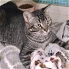 adoptable Cat in napa, CA named Tom (Vallejo Petco)