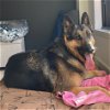 adoptable Dog in napa, CA named Checkers