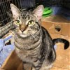 adoptable Cat in  named Tiger (AC)