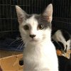 adoptable Cat in napa, CA named Little Nicky (AC)