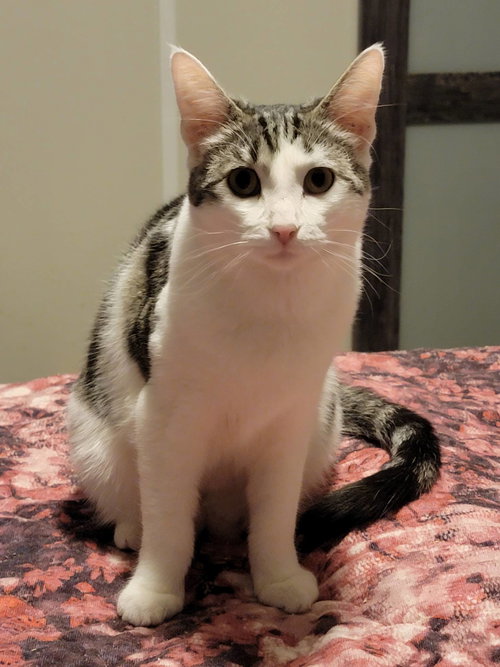 FLOWER (NAPA HM) - Domestic Short Hair available for adoption