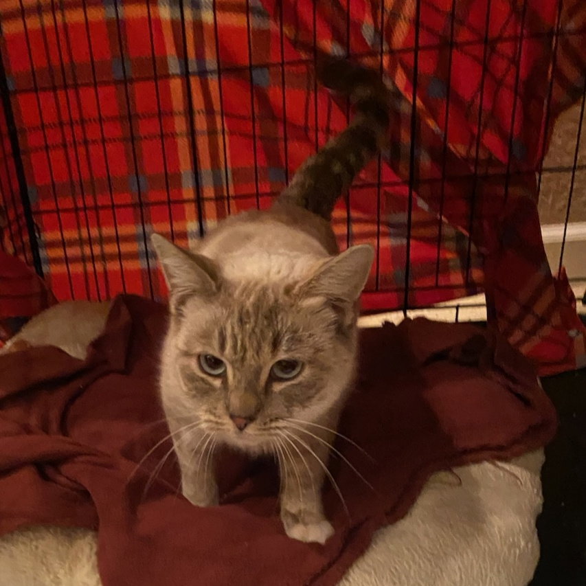 Cats for Adoption in Strawberry, California Alpha Paw