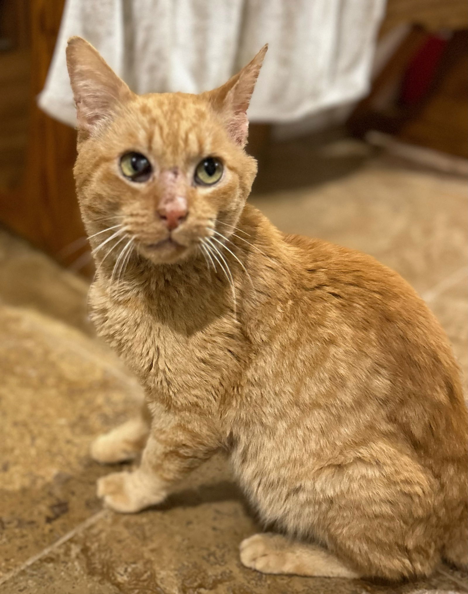 adoptable Cat in Napa, CA named Oran (Napa Petco)