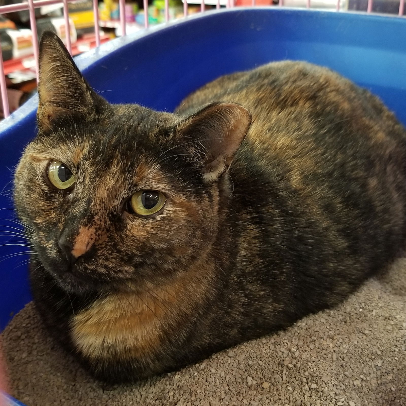 Cats for Adoption in Cherryland, California | Alpha Paw