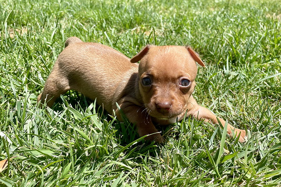 adoptable Dog in Napa, CA named Circe