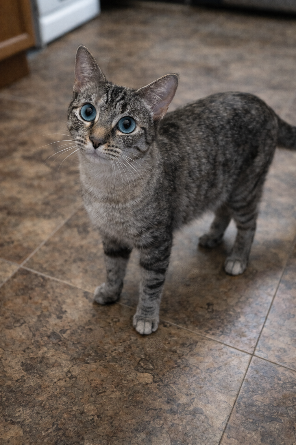 Padme (Napa Petco) Image