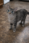 Padme (Napa Petco) - Photo 1