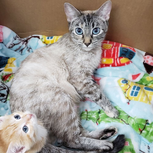 picture of the cat needing adoption