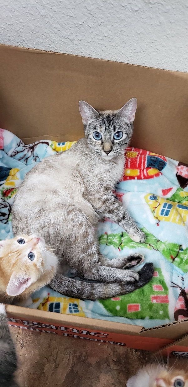 Padme (Napa Petco)