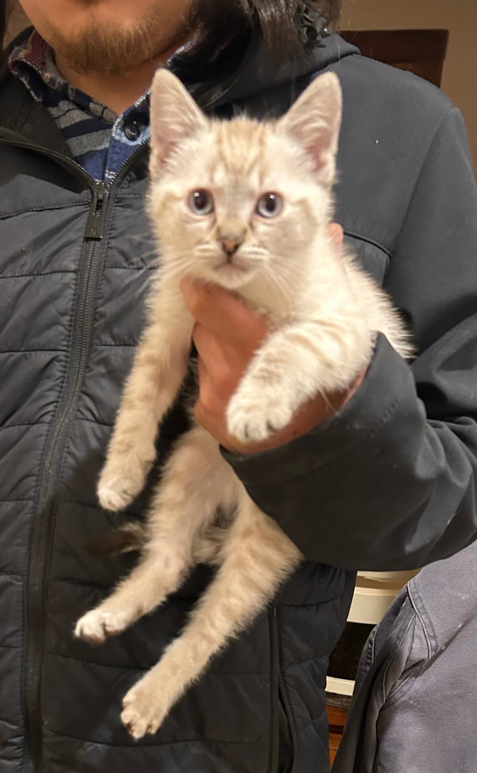 Cats for Adoption in Boyes Hot Springs, California Alpha Paw