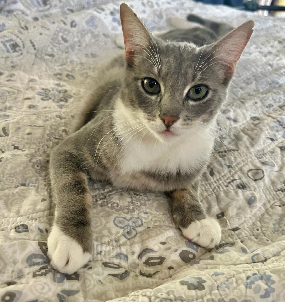 adoptable Cat in Napa, CA named Freddy (Napa Petco)