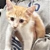 adoptable Cat in napa, CA named Calvin (Napa petco)