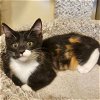 adoptable Cat in napa, CA named Whitney (Shawna)