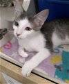 adoptable Cat in napa, CA named Lea (Napa Petco)