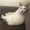 adoptable Cat in napa, CA named Lola (V)