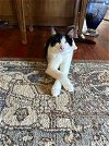 adoptable Cat in napa, CA named Olivia (MC)