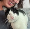 adoptable Cat in napa, CA named Olivia (Napa MC)