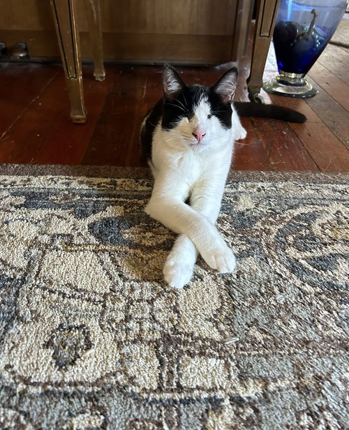 OLIVIA (NAPA MC) - Tuxedo available for adoption