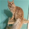 adoptable Cat in napa, CA named Peachy Keen (MontagueGD)