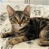 adoptable Cat in napa, CA named Armi (Erica)