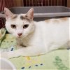 adoptable Cat in napa, CA named Tess (Napa Petco)